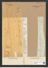 Toxarium undulatum Bail. (de-Toni-Nr.: Genus 69, Species 2686) Zeichnungen Sammlung Grunow Nr. 5511 (NHMW-BOT-W0373954)
